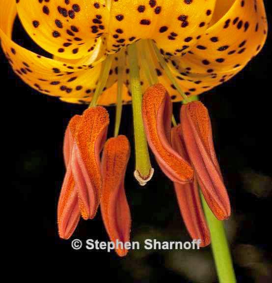 lillium kelleyanium graphic